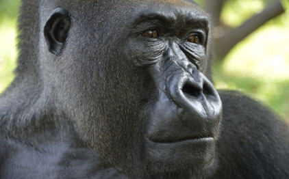 gorilla gorilla