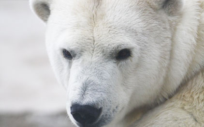 polar_bear2 polar_bear2